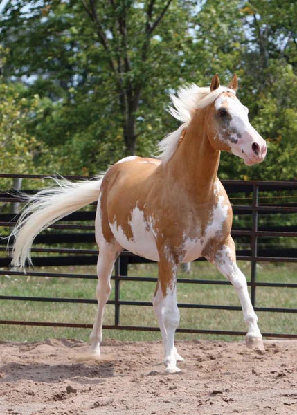 Sato - Palomino Paint Thoroughbred Horse